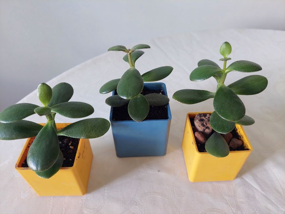 Денежное дерево . Толстянка . Черенки .