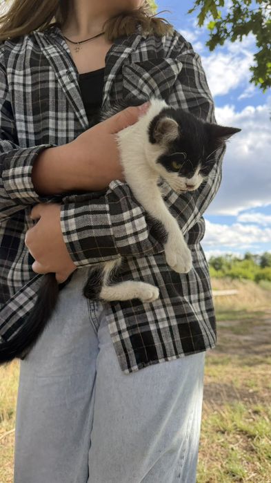 Котик віддаємо в добрі руки , Саврань