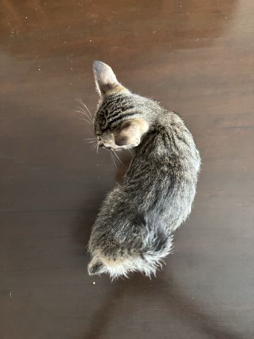 Gato macho para doação