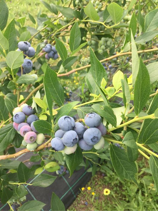 Vendo Mirtilos Direto Produtor