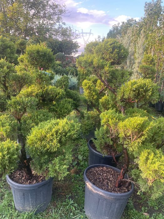 Formy Bonsai jalowiec ostrokrzew cyprysik
