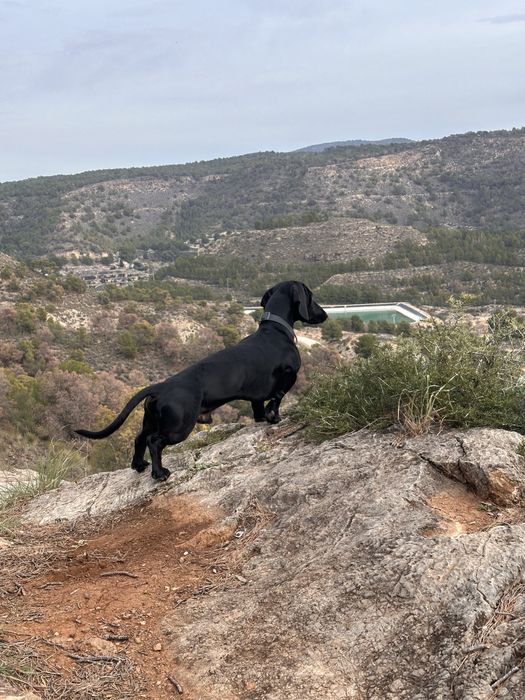 Вʼязка чорна такса, кобель