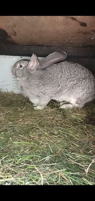 Прод/обмін на ячмінь, овес  бельгійці кролики,кролі,крілики, кітні са