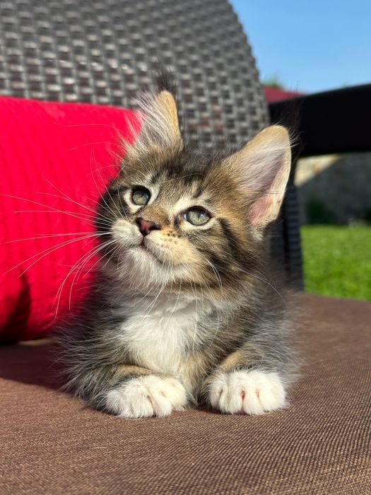 Severin-Kocurek Maine Coon
