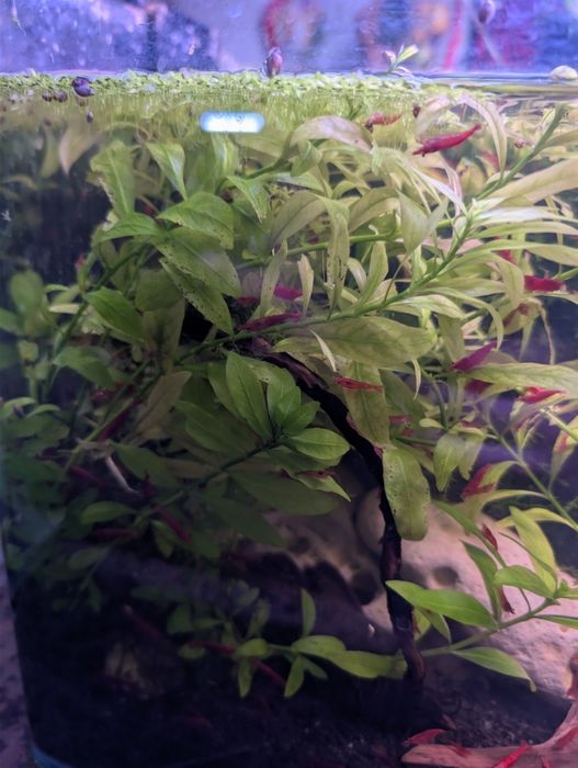 Planta de aquário Hygrophila polysperma
