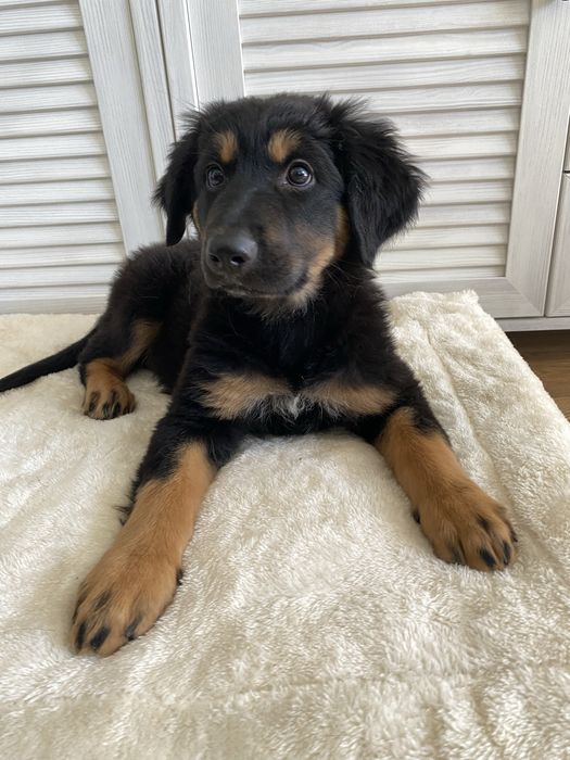 Klucha vel Klusia- duży szczeniak do odpowiedzialnej adopcji
