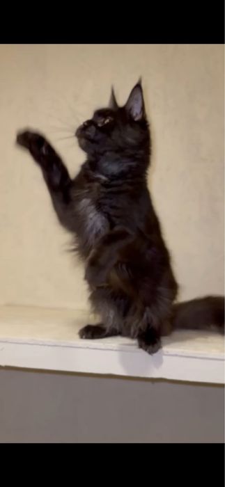 Мейн-кун дівчинка виводиться з розведення