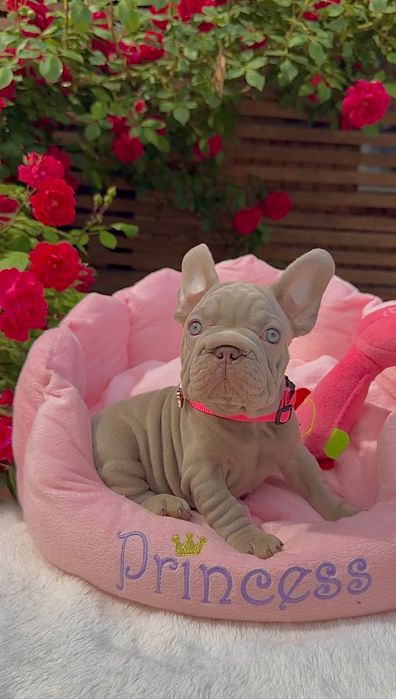 Buldog Francuski dziewczynka New Shade Isabella