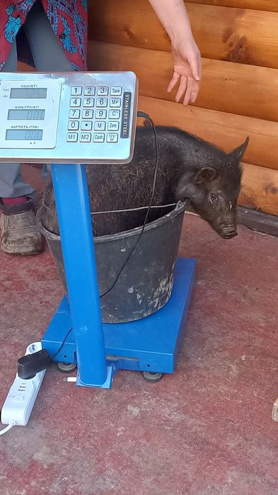 Продам свиню Кармал