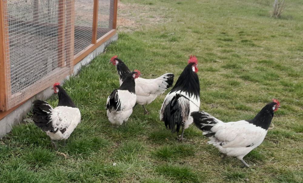 Jaja lęgowe lakenfelder