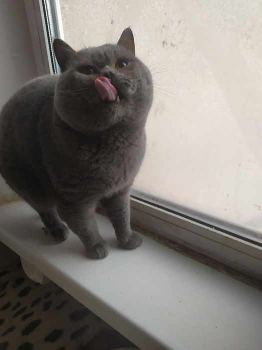 Кіт на в'язку, прямовухий .