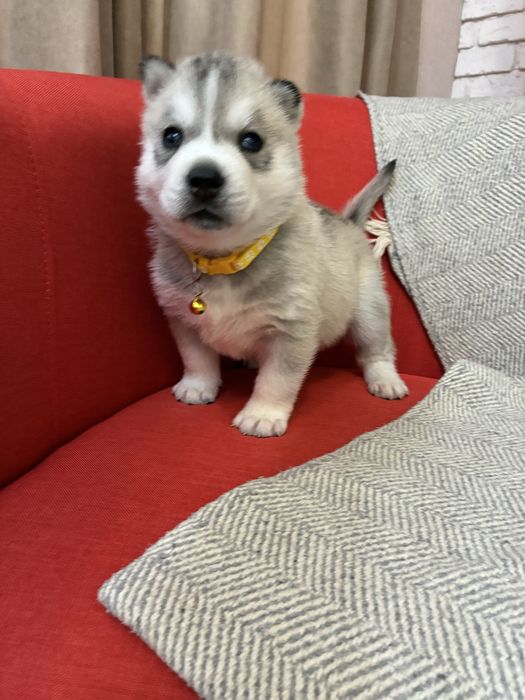 Щенки Сибирской Хаски