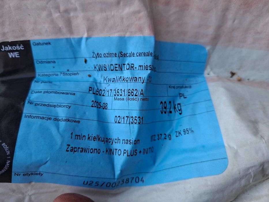 żyto hybrydowe po centrali zyto kws