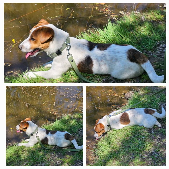 Красавчик джек-рассел ищет себе невесту. Цена 100$, договорная