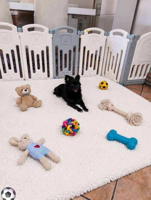 chihuahua macho pêlo longo idade 7 meses exemplar top super meiguinho
