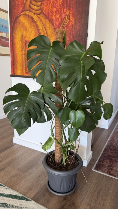 Planta Monstera com 100cm