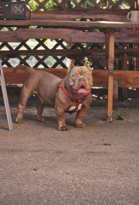 Открыт для вязки кобель Американский Булли (Exotic Bully)