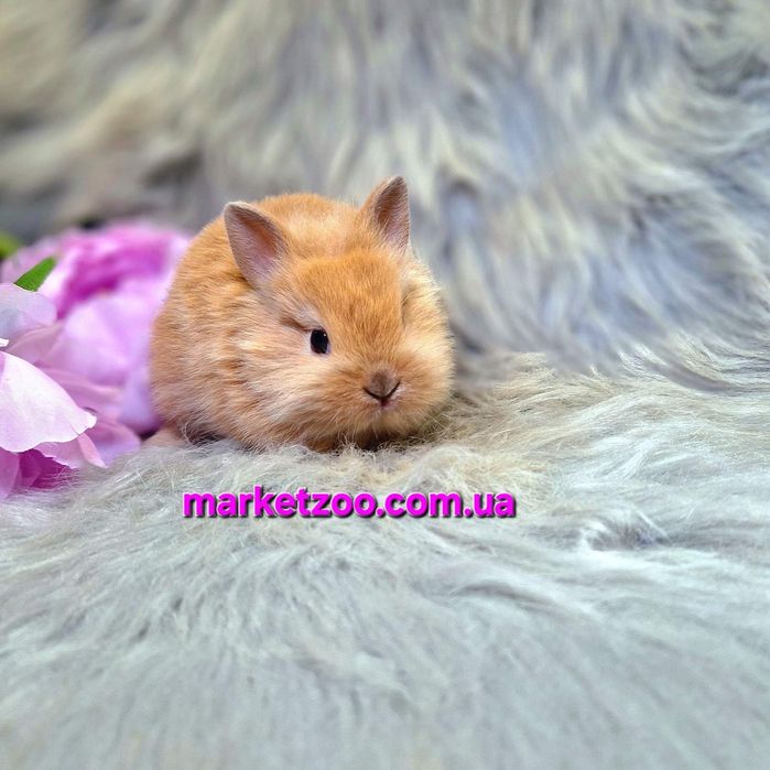Карликовий кролик рудий карликовый Левоголовий Львиноголовый Lionhead