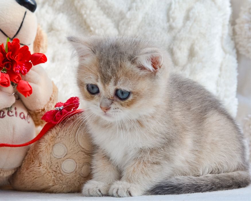 Золотая голубая британочка