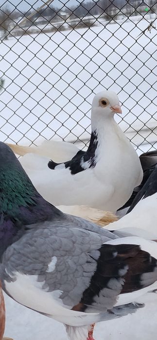 Gołębie zamojskie gładkie