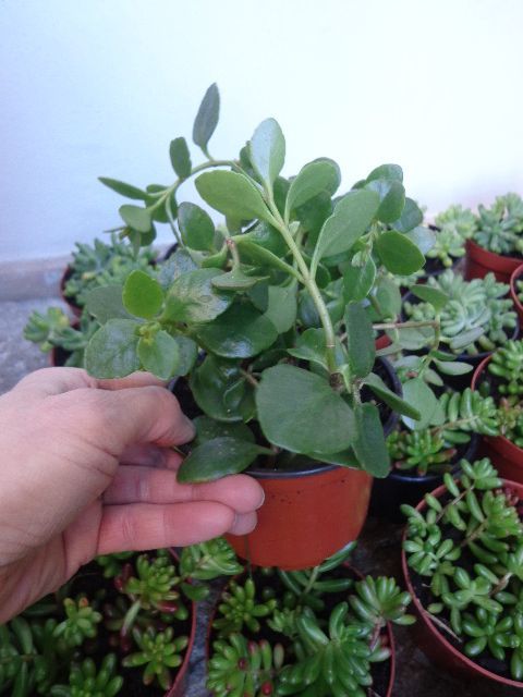 Kalanchoe manginii (Bryophyllum manginii (Ex-Kalanchoe manginii))