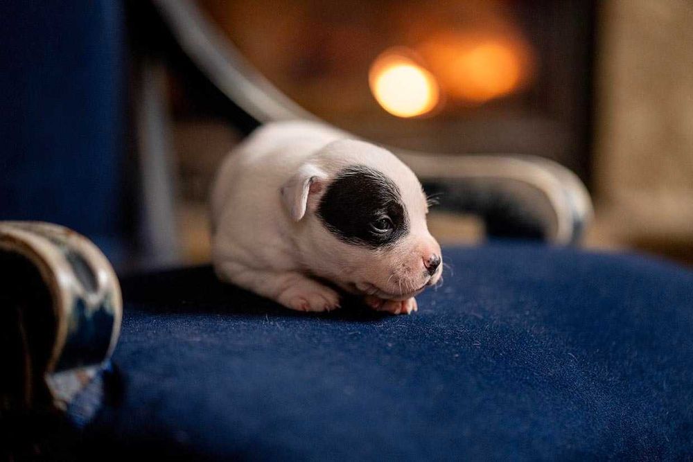 Staffordshire Bull Terrier staffik PIESEK