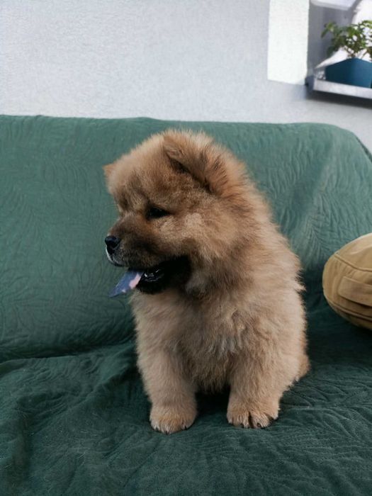 Wzorcowy Chow Chow piękny exterrier psy rodzice FCI