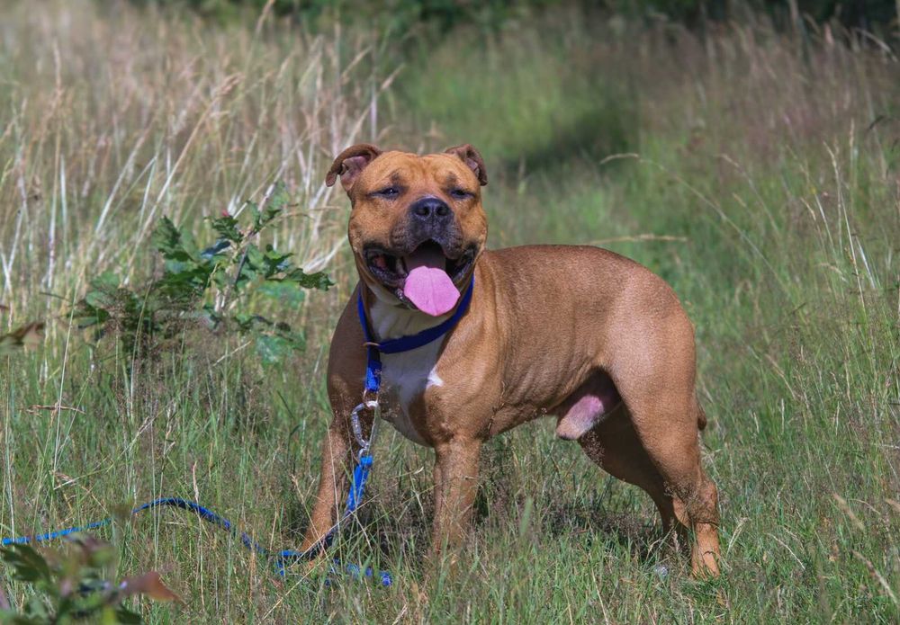 pies Hantel w typie amstaf szuka domu