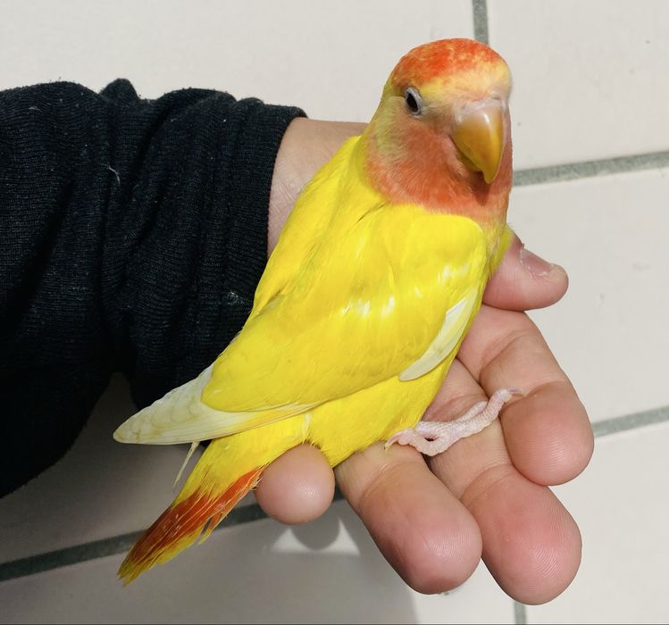 Agapornis domesticado