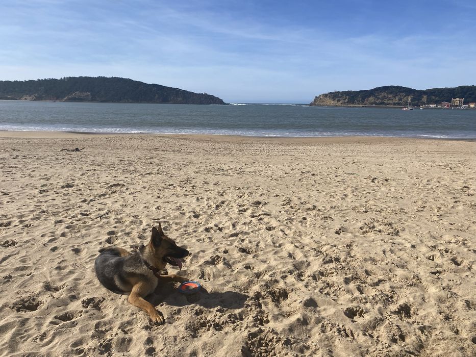 Pastor alemão criacao - acasalar