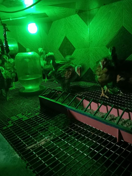 Курчата голошийка іспанка