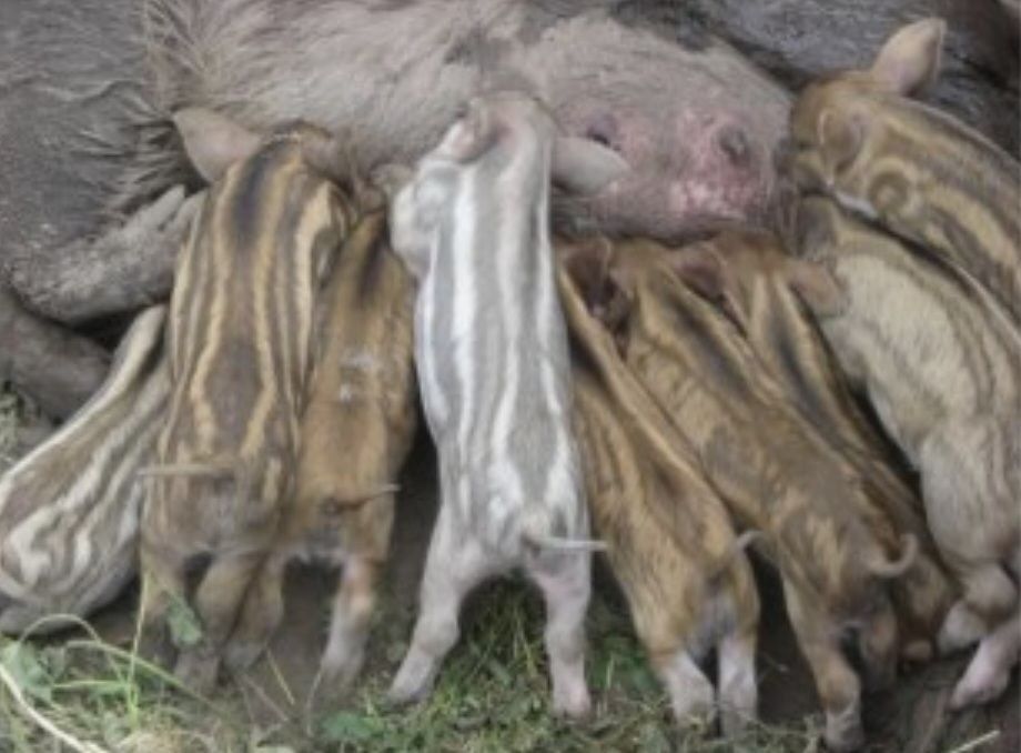 Вьетнамские поросята и кармалы