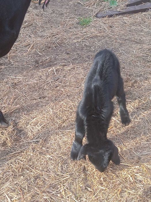 Продам козлят 100% Англо нуб э козочки та козлики