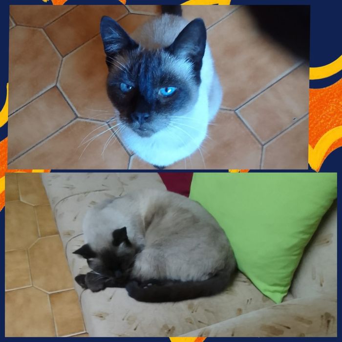 Gatinho siamês adoção