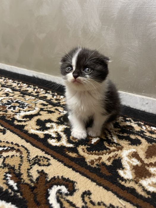 Шотландські кошенята