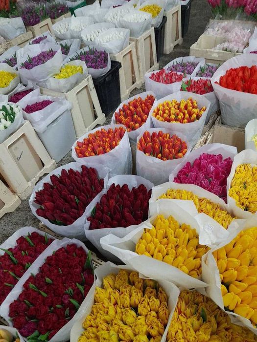 тюльпан гурт та роздріб