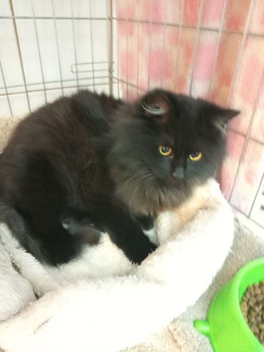 Długowlosy młody kocurek szuka domu niewychodzacego