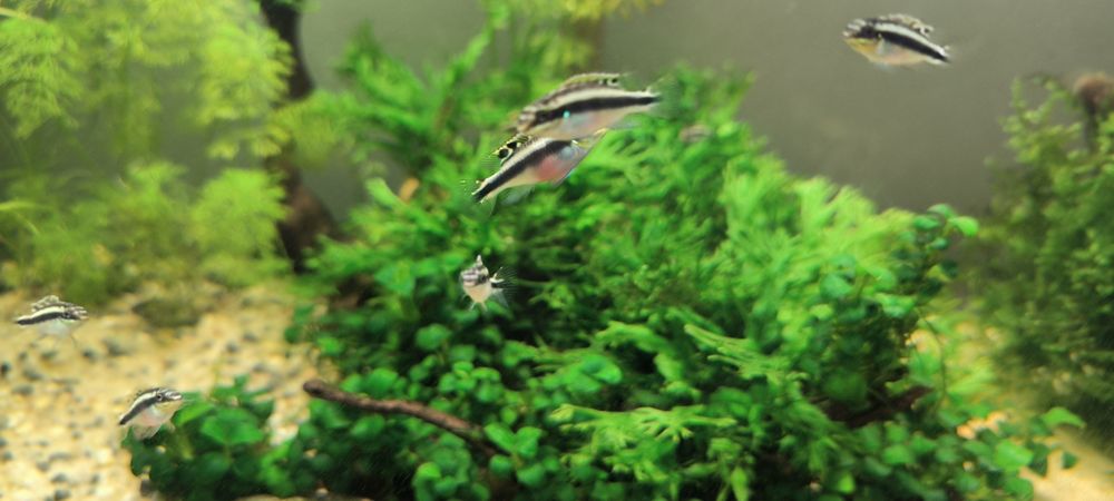 Guppies e kribensis juvenis 1€