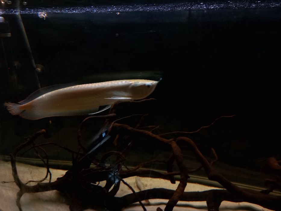 Aruwana prata 35-40cm