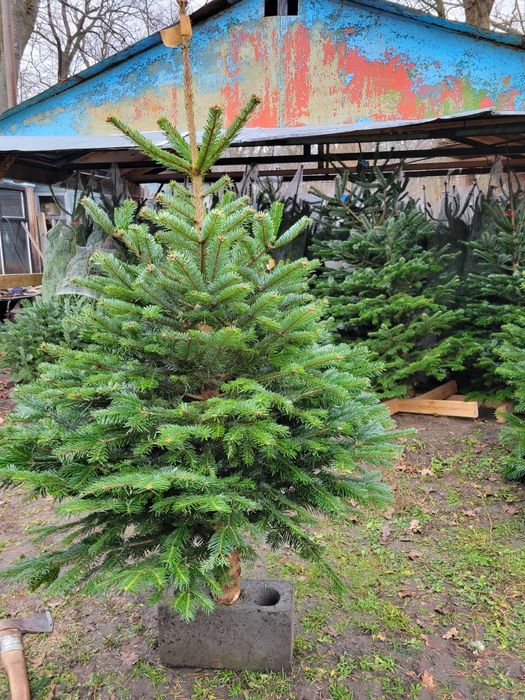 ЁЛКА ялинка Нордмана  Пихта новый год