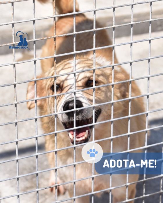 Sado cao jovem porte médio