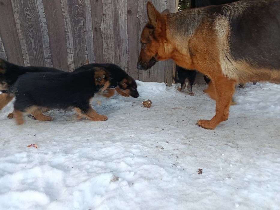 Szczeniaki owczarek niemiecki suczka