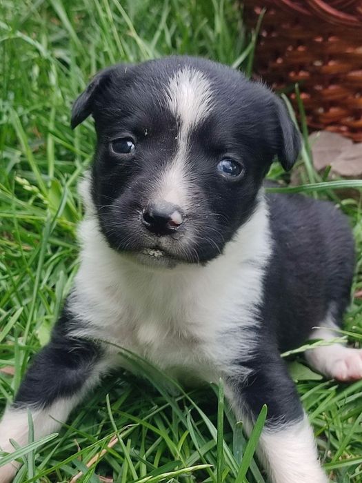 Віддамо щенят 1 місяць
