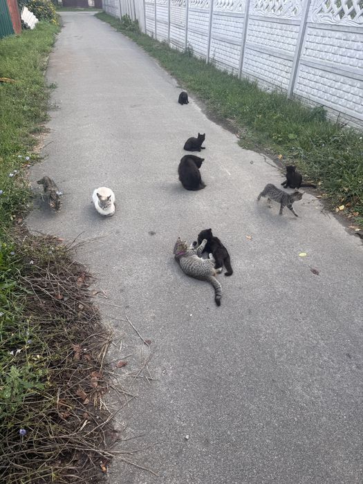 Кошенята в хороші руки