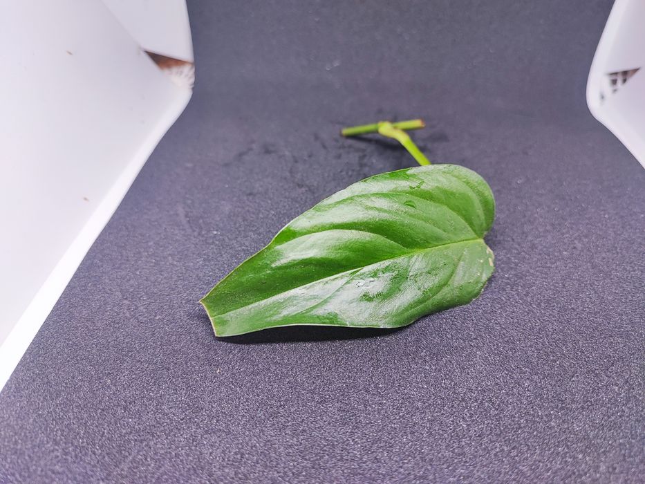 Monstera Colombian form