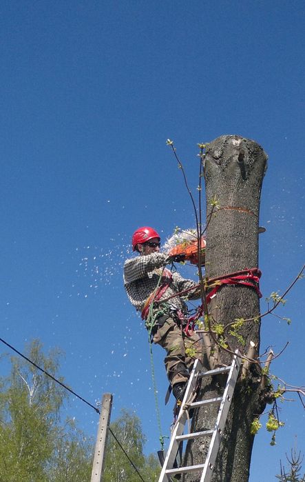 Wycinka drzew,  pielęgnacja ogrodów, cięcie żywopłotu, skracanie tui.