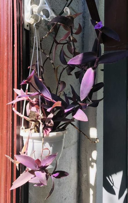 Традесканция фиолетоаая вазон большой сеткреазия цветущая 100см