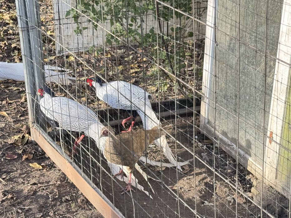 Bażant srebrny kury koguty lęgowe