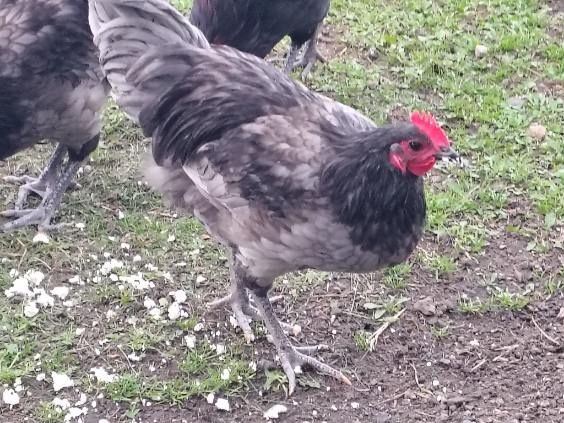 koguty rasy australorp