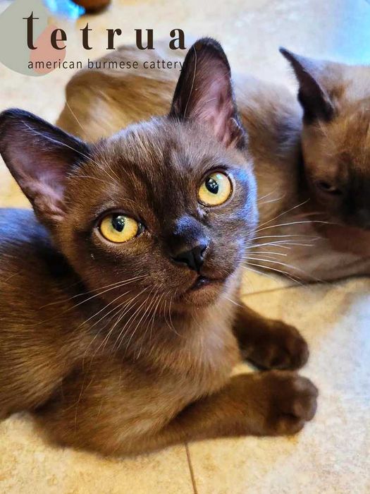 Настоящая кото-собака - американская бурма!!!